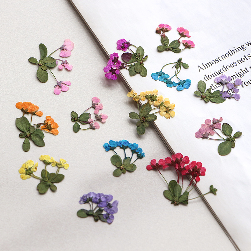 2-3cm/12pcs,Pressed Little Flo - Supply For Florist review and price