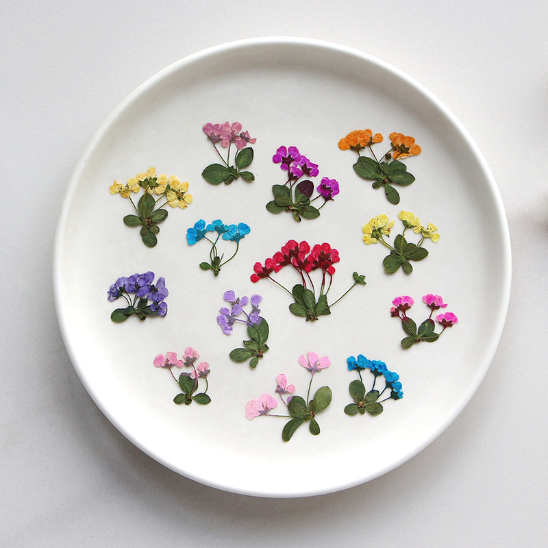 2-3cm/12pcs,Pressed Little Flo - Supply For Florist review and price