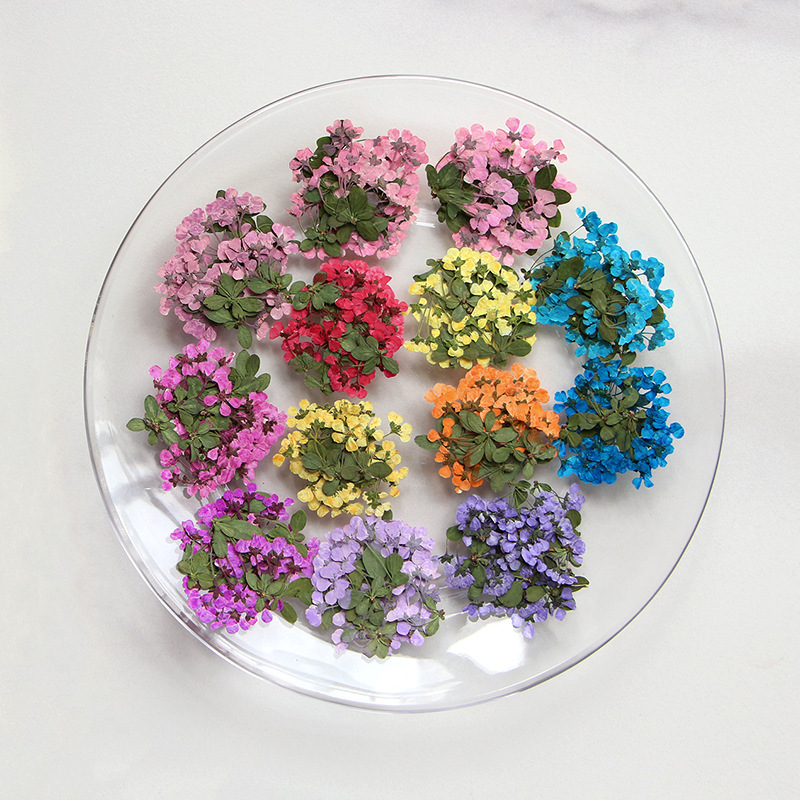 2-3cm/12pcs,Pressed Little Flo - Supply For Florist review and price