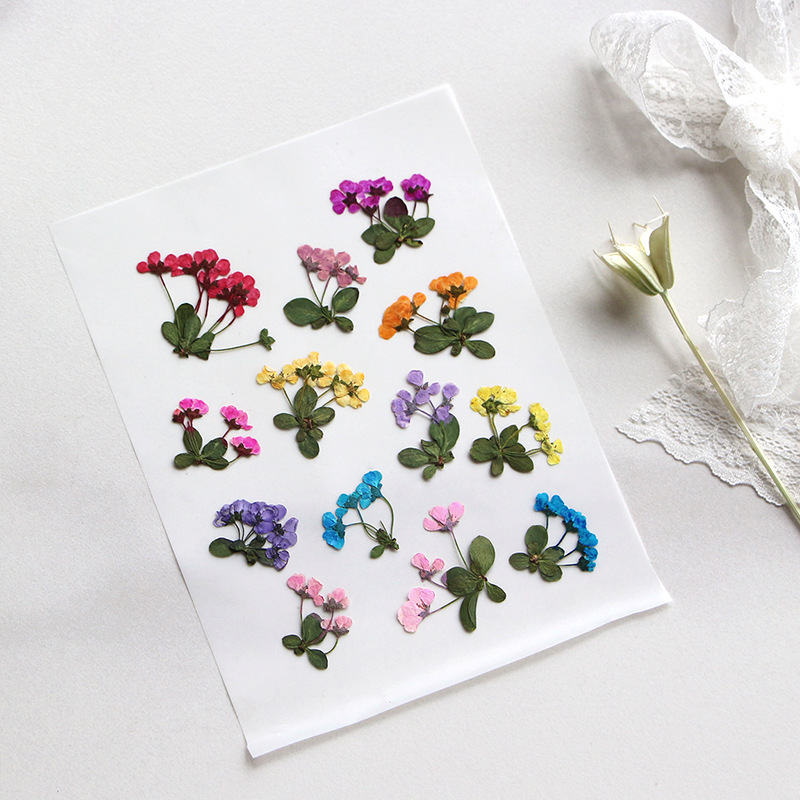 2-3cm/12pcs,Pressed Little Flo - Supply For Florist review and price