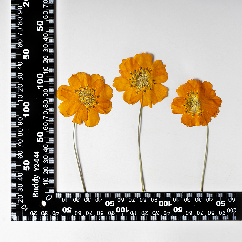 8-10cm/24pcs,Nature Pressed Co - Supply For Florist review and price