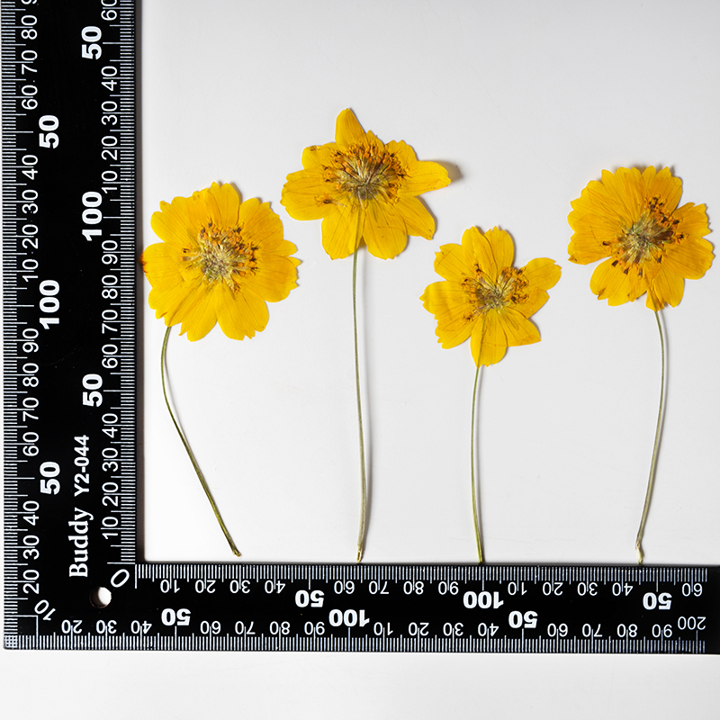 8-10cm/24pcs,Nature Pressed Co - Supply For Florist review and price